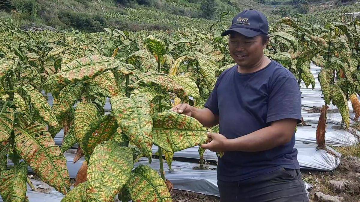 Ketua Asosiasi Petani Tembakau Indonesia (APTI) Magetan, Siswanto. IDN Times/Riyanto.