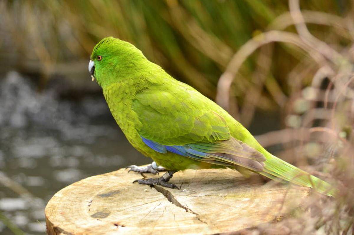 Antipodes Parakeet