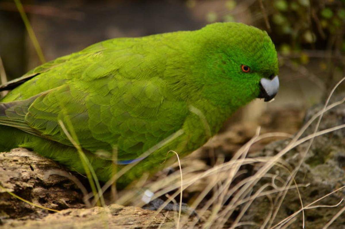 Antipodes Parakeet