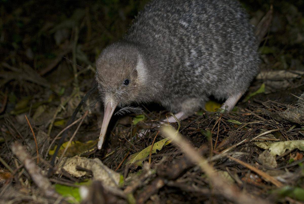 Little Spotted Kiwi