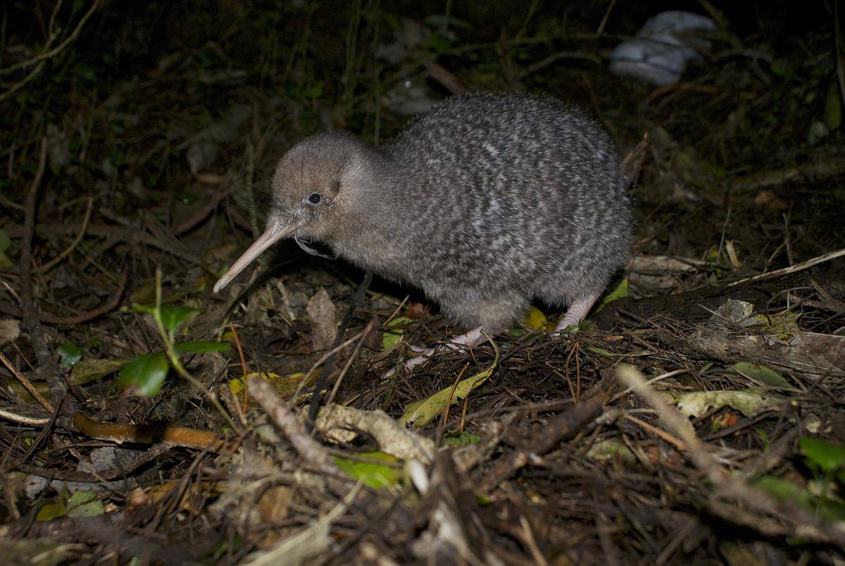 Little Spotted Kiwi