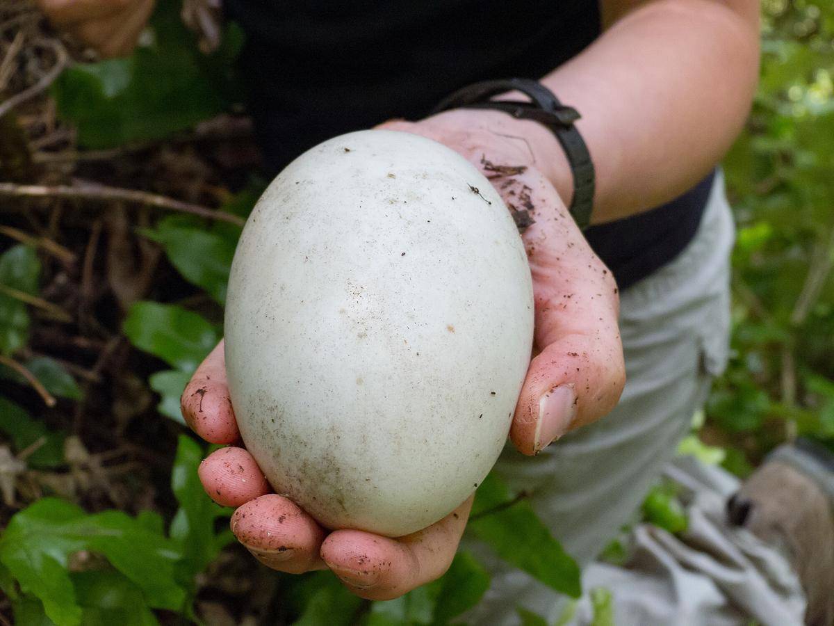 Little Spotted Kiwi