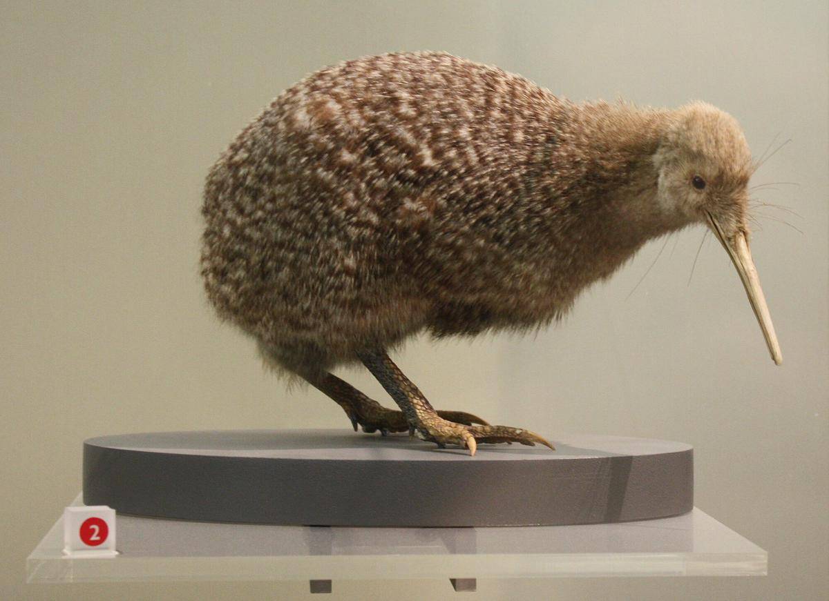 Little Spotted Kiwi