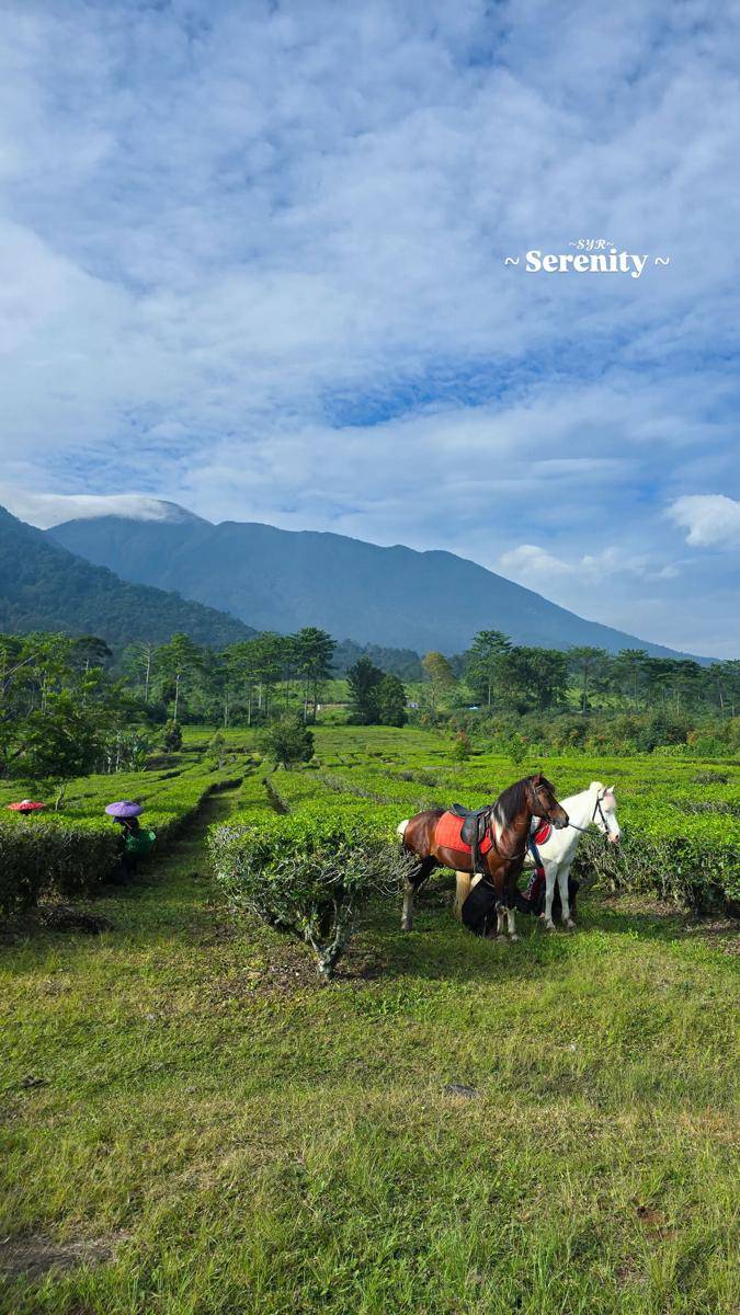 Syahrini sarapan di kebun teh 