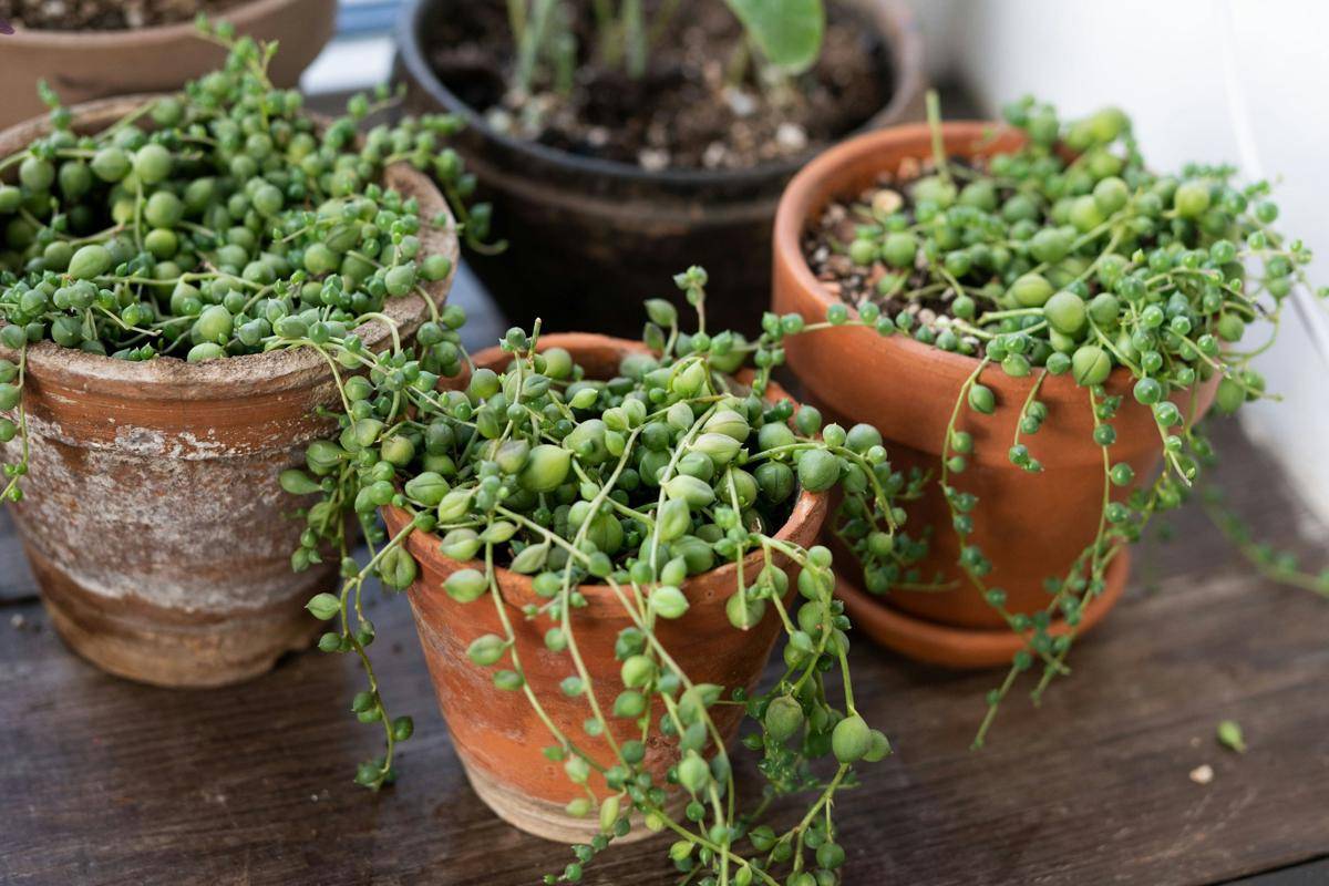 ilustrasi tanaman string of pearls (unsplash.com/EKATERINA BOLYCHEVTSEVA)