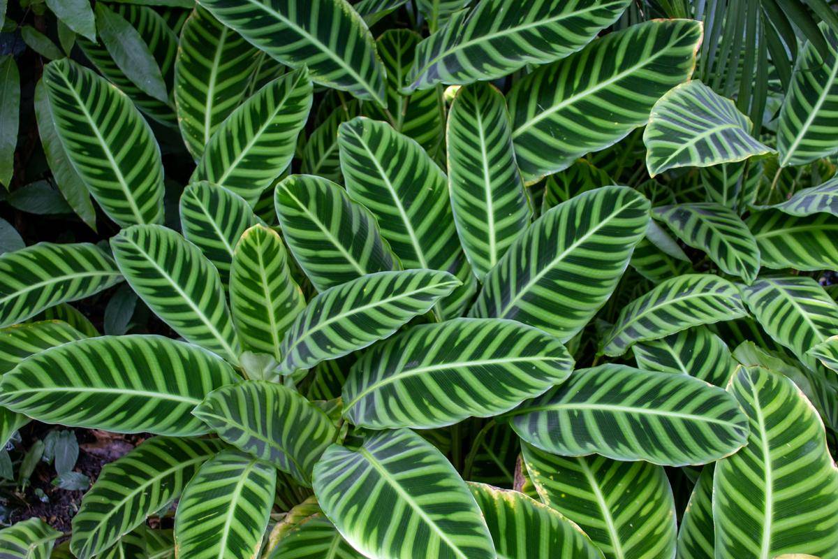 ilustrasi tanaman calathea zebrina (unsplash.com/Hannah Ginsberg)