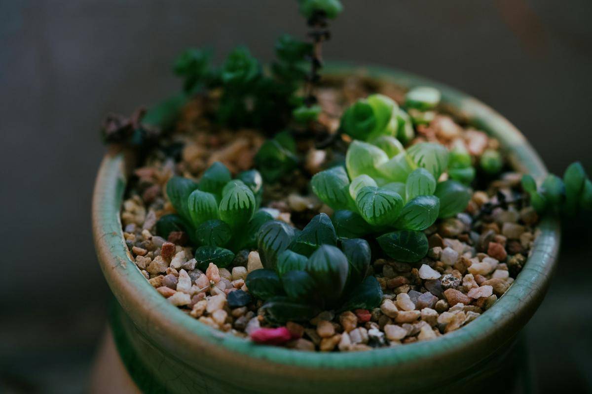 ilustrasi tanaman haworthia cooperi