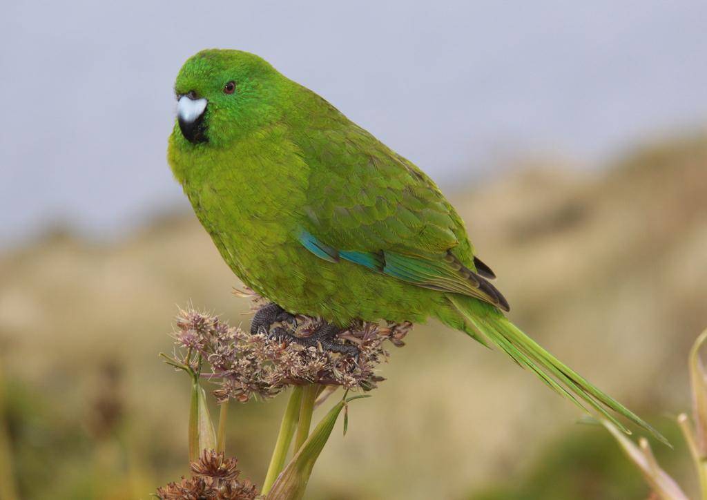 Antipodes Parakeet