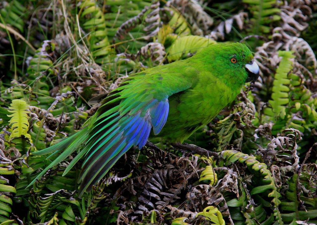 Antipodes Parakeet