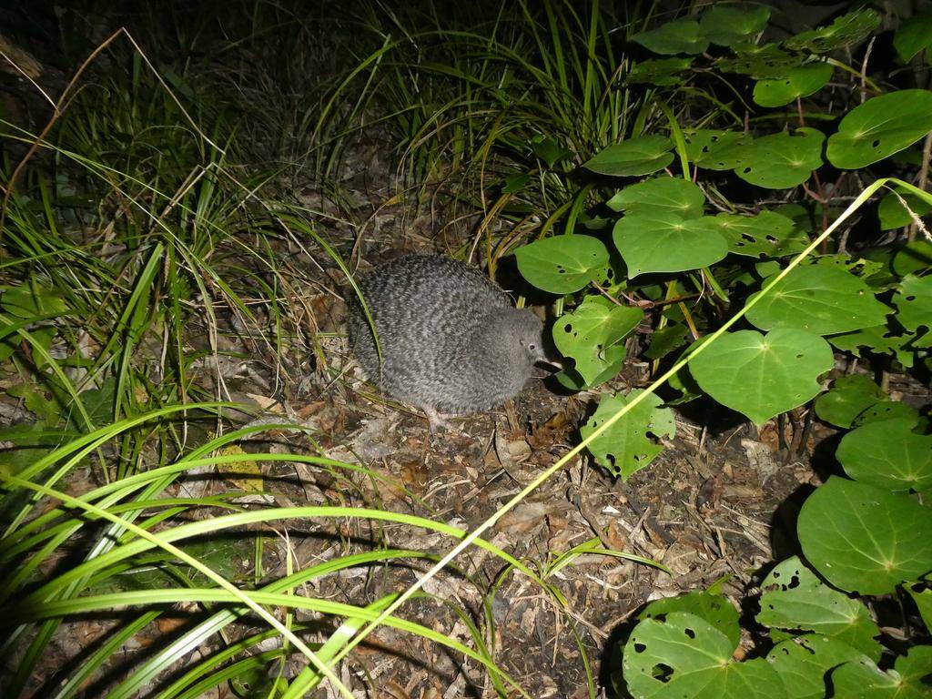 Little Spotted Kiwi