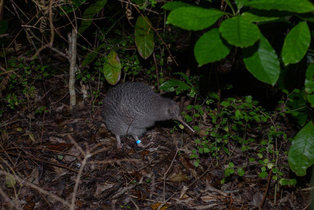 Little Spotted Kiwi