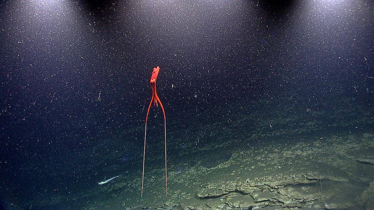 Hewan Laut yang Hidup di Kedalaman Samudra