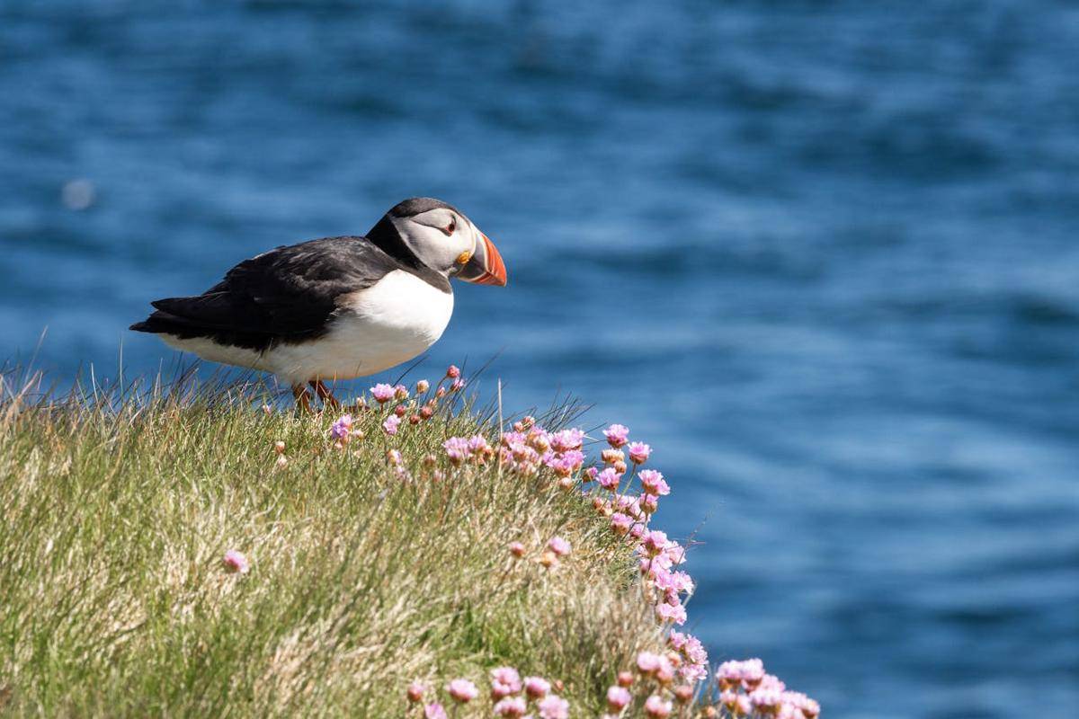Kepulauan Shetland