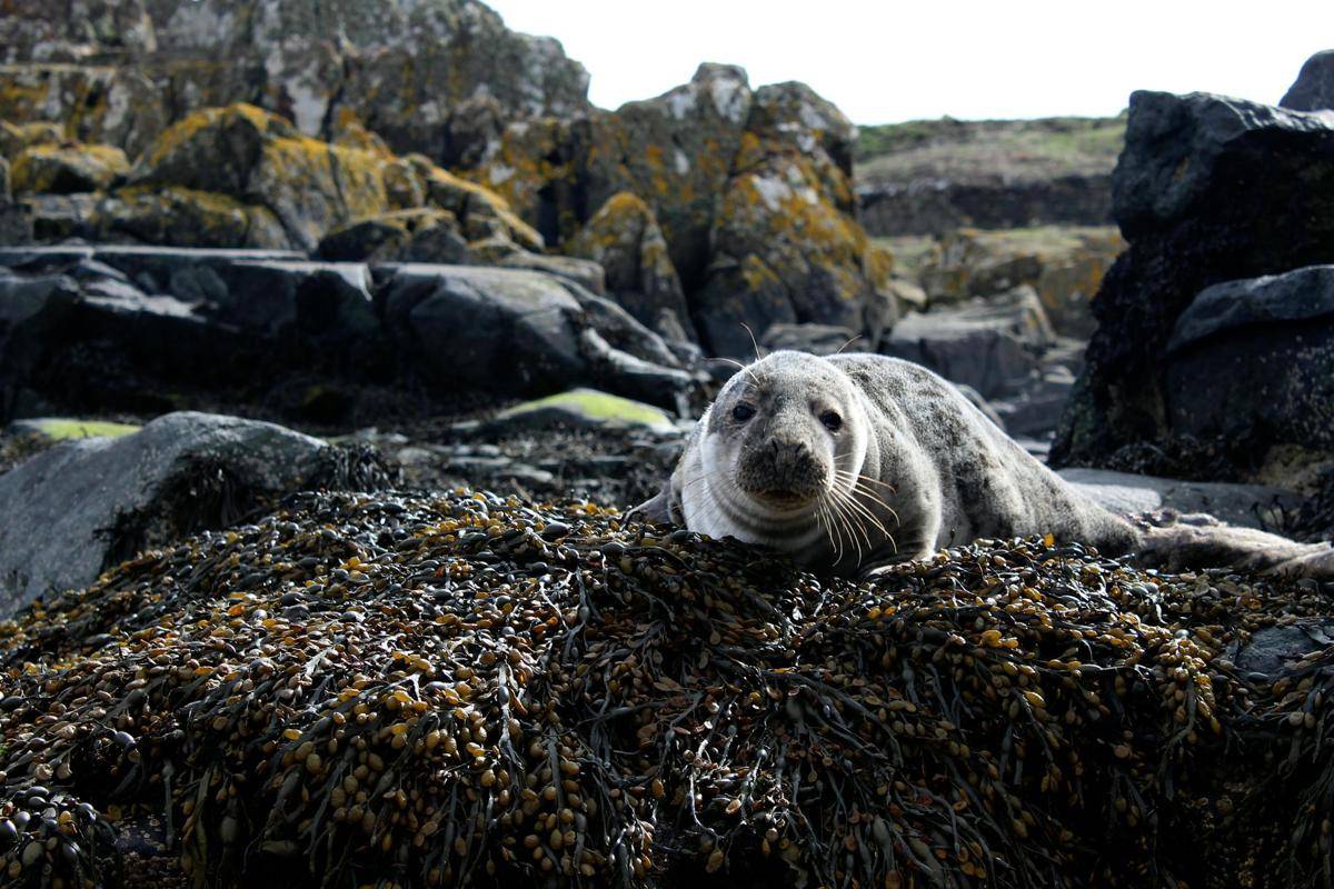 Kepulauan Shetland