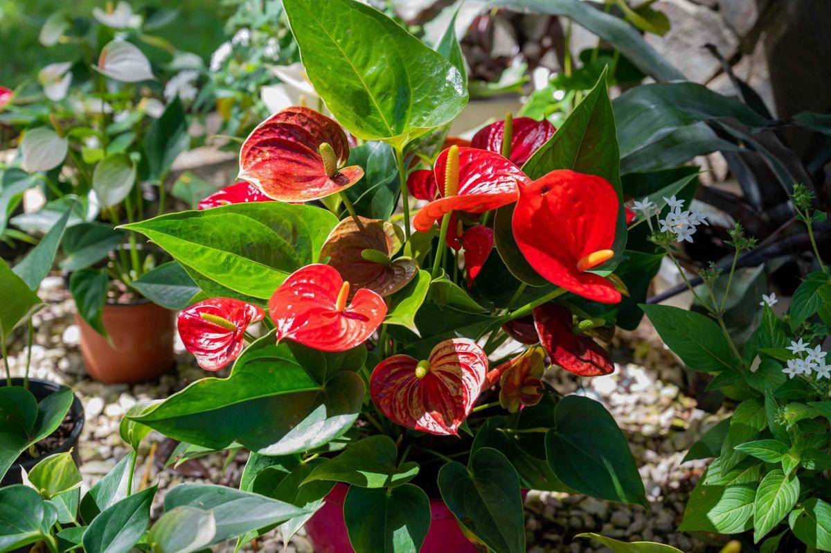 ilustrasi tanaman anthurium (pexels.com/William ZALI)