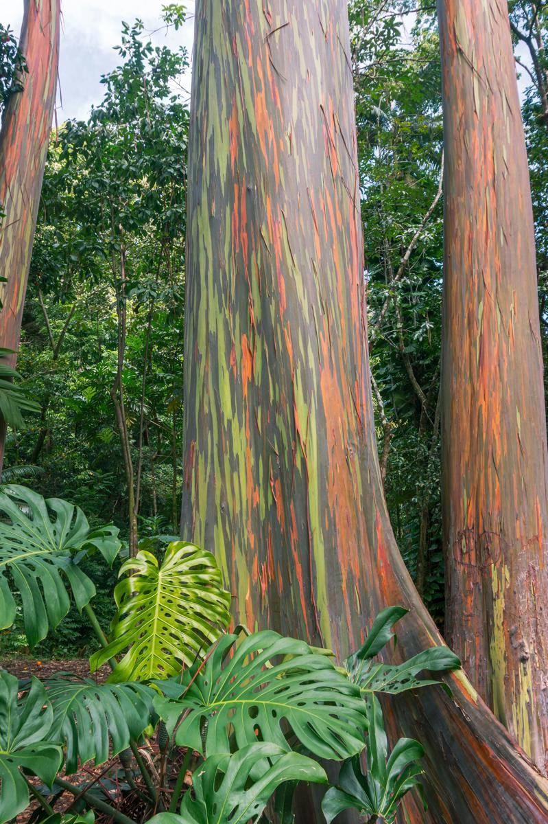 Rainbow Eucalyptus