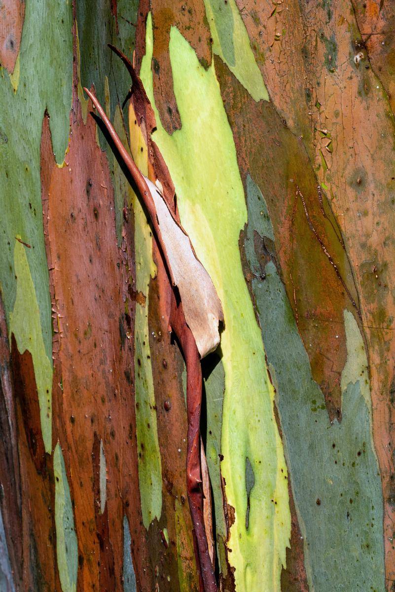 Rainbow Eucalyptus