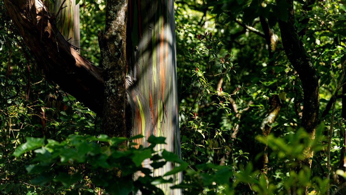 Rainbow Eucalyptus