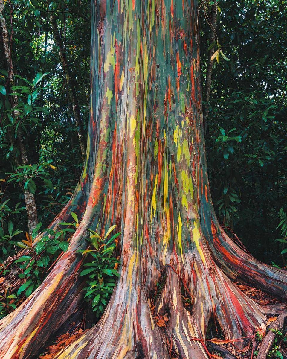 Rainbow Eucalyptus 