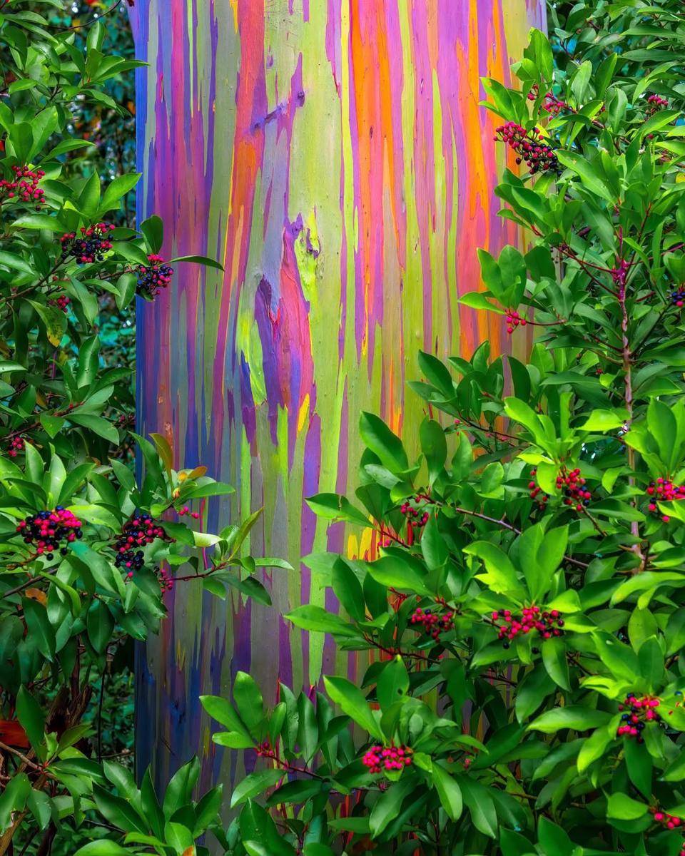 Rainbow Eucalyptus