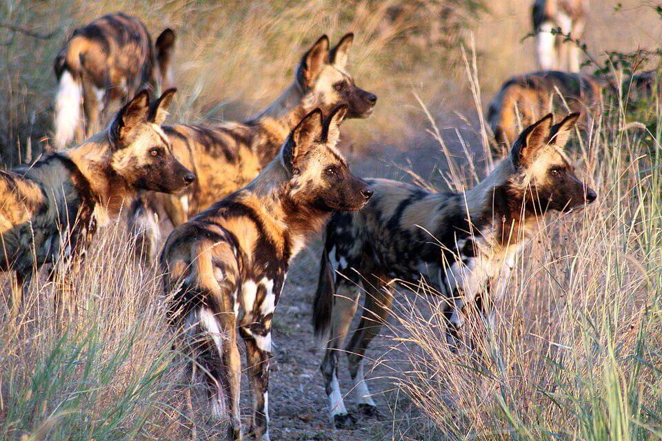 kawanan anjing liar afrika mengawasi sekitar