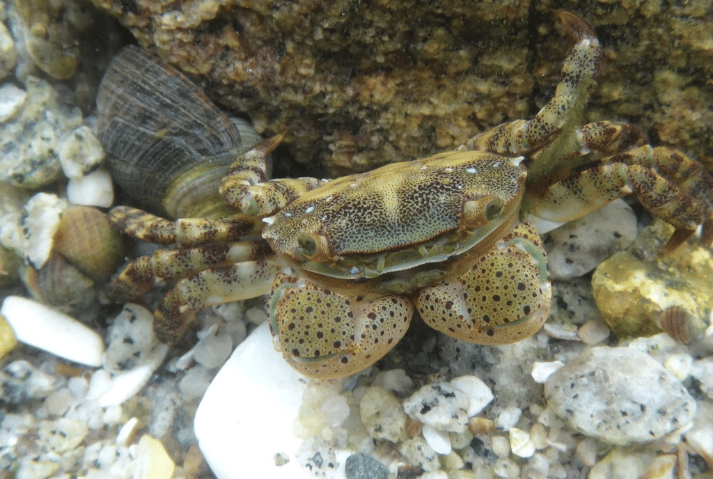 kepiting