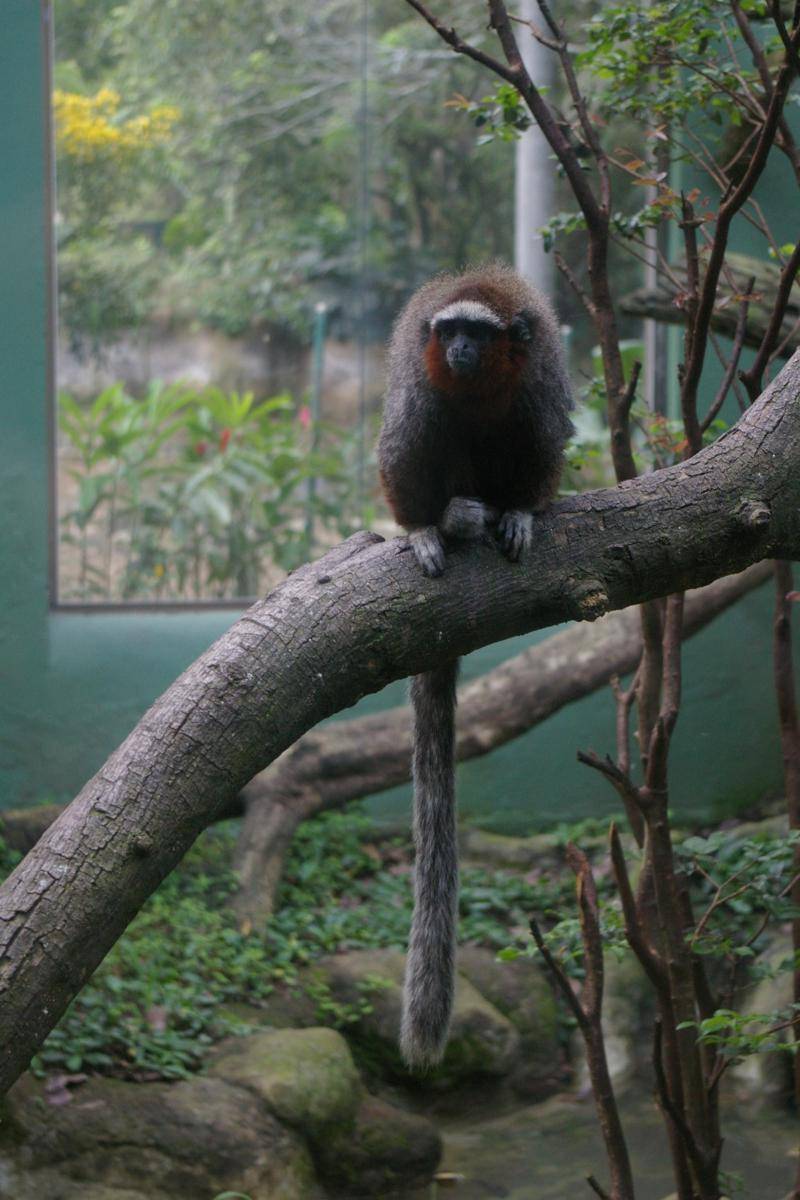 Ornate Titi Monkey