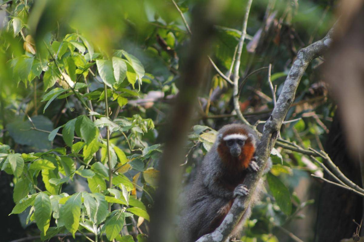 Ornate Titi Monkey