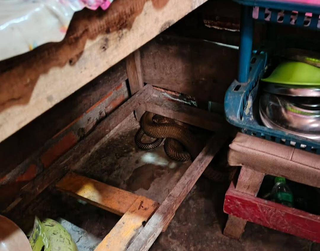 Petugas Damkar PALI saat mengevakuasi ular King Kobra dari rumah warga. (Dok. Damkar PALI)