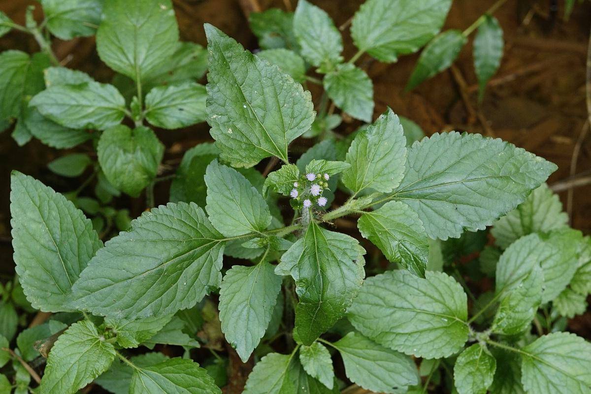 Ageratum conyzoides