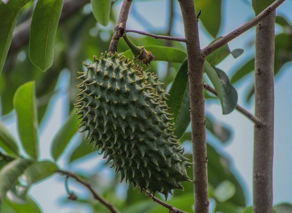 Annona muricata