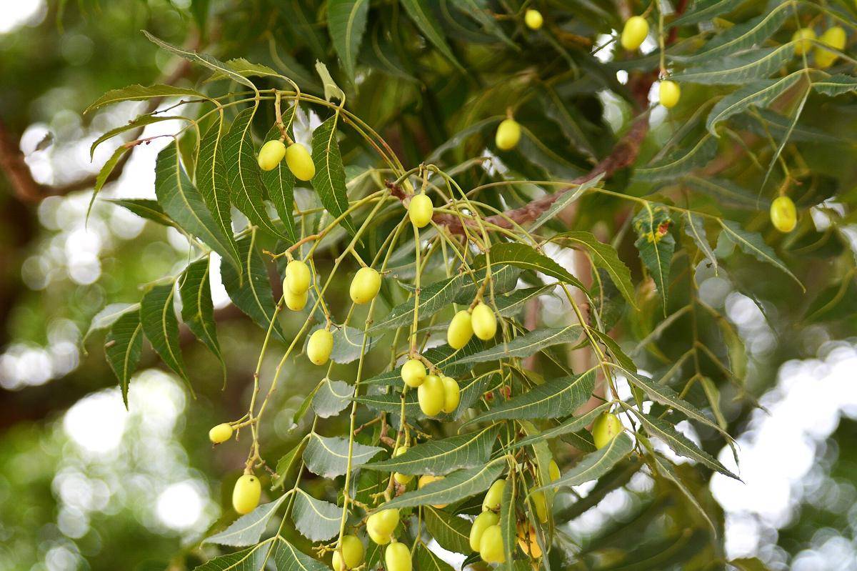 Azadirachta indica