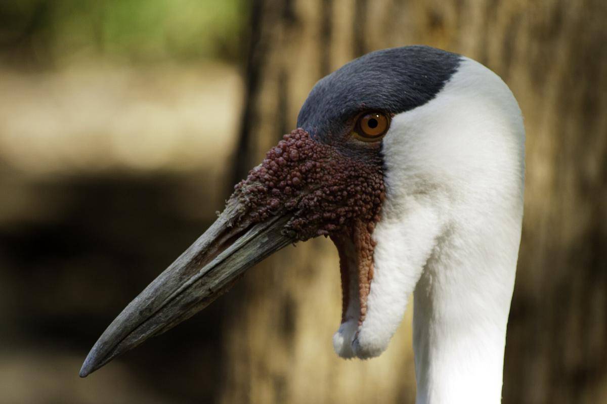Wattled Crane