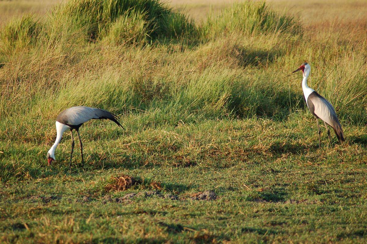 Wattled Crane