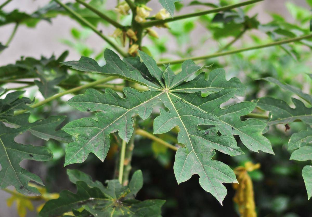 Carica papaya
