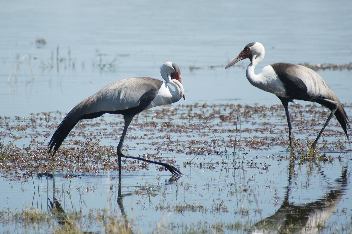 Wattled Crane