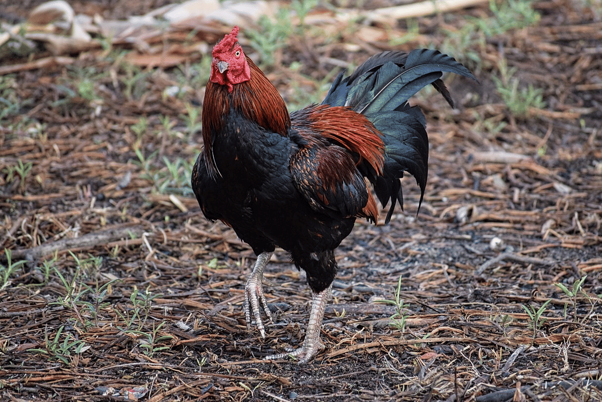 ayam (commons.wikimedia.org/PumpkinSky)