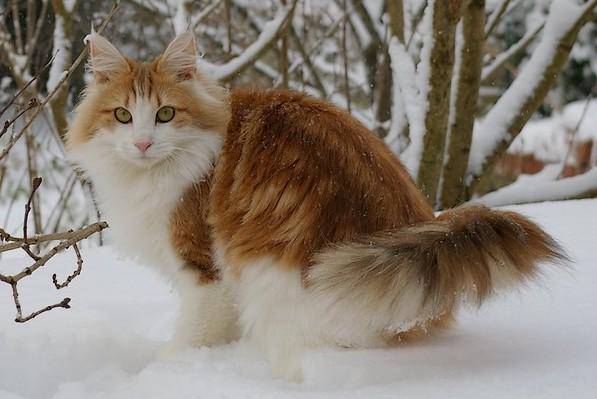 kucing Norwegian forest cat (commons.wikimedia.org/Gangburgondes)