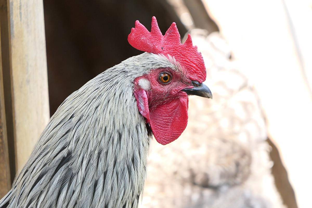 ayam (commons.wikimedia.org/Dinesh Valke)