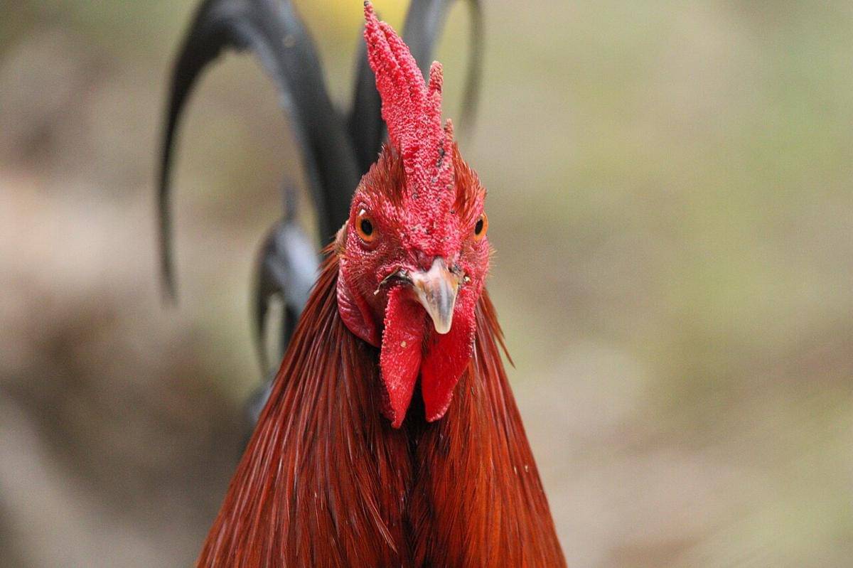 ayam (commons.wikimedia.org/Damien Wallace)