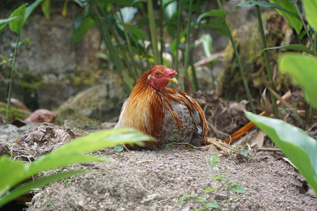 ayam (commons.wikimedia.org/Luke)