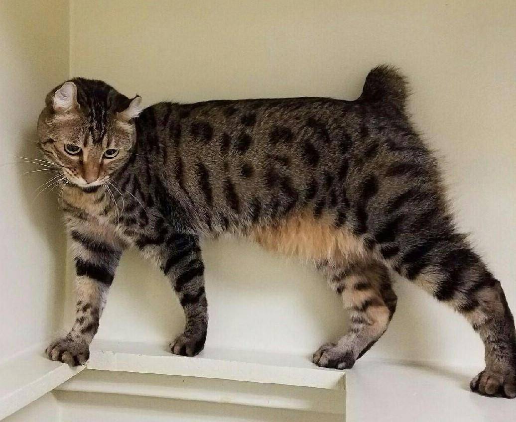 kucing highlander (commons.wikimedia.org/digitaldirt)