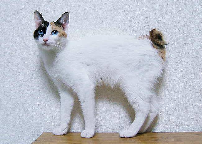 kucing Japanese bobtail (commons.wikimedia.org/ようてい)