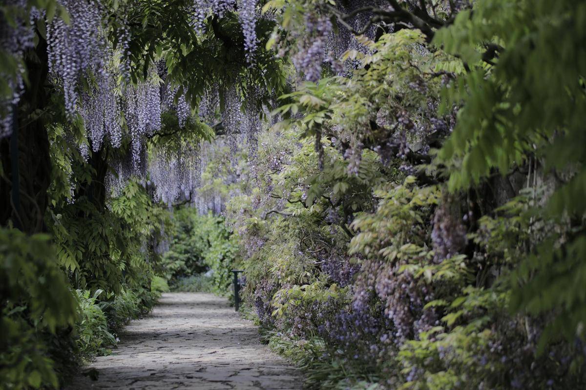 Menarik Wisteria