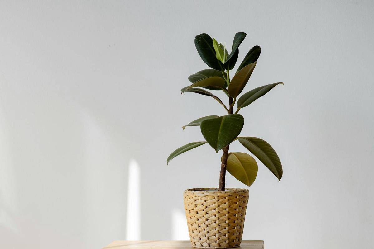 ilustrasi tanaman ficus elastica (pexels.com/Hanna Pad)