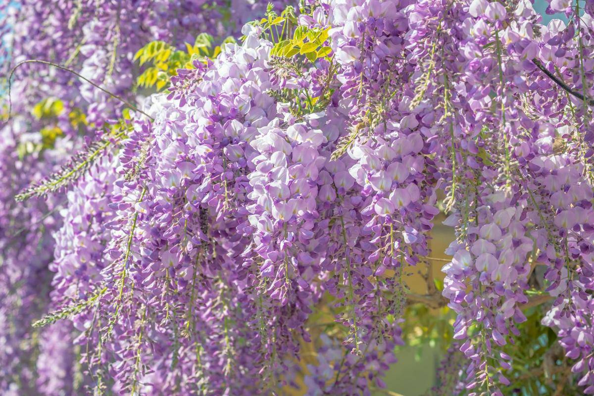 Menarik Wisteria