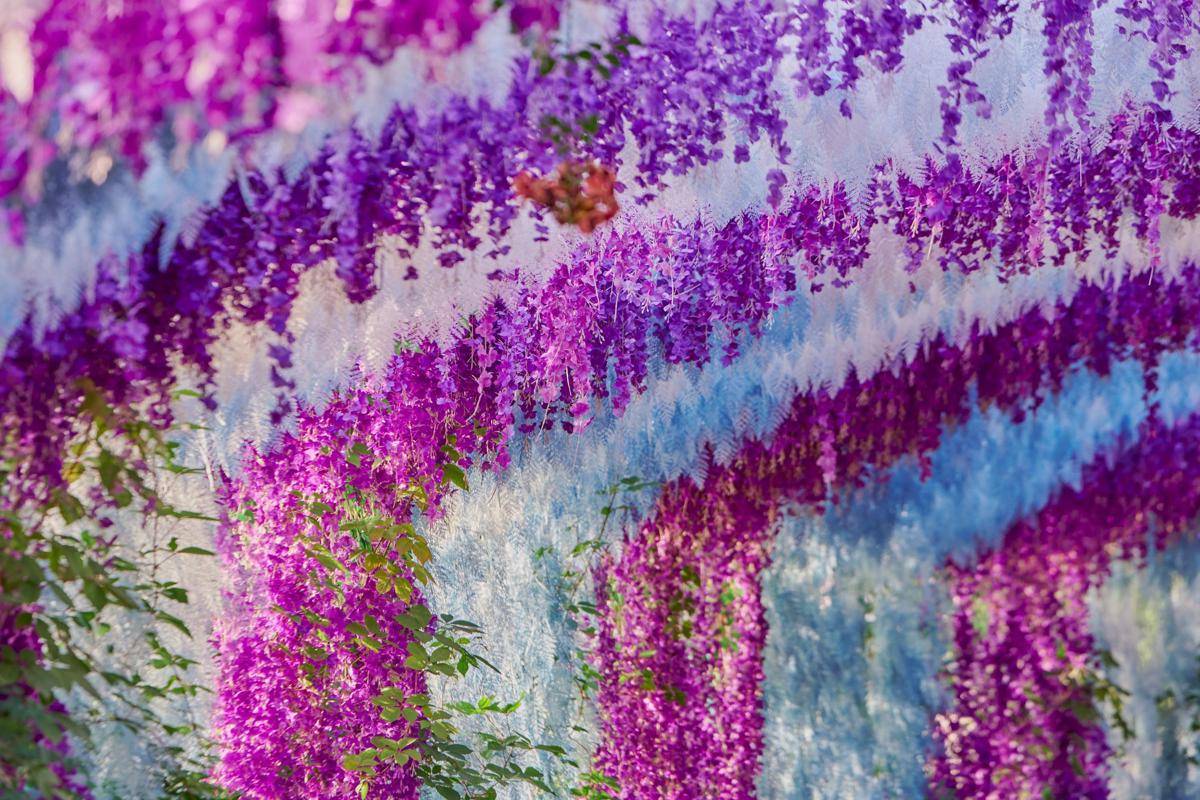 Menarik Wisteria