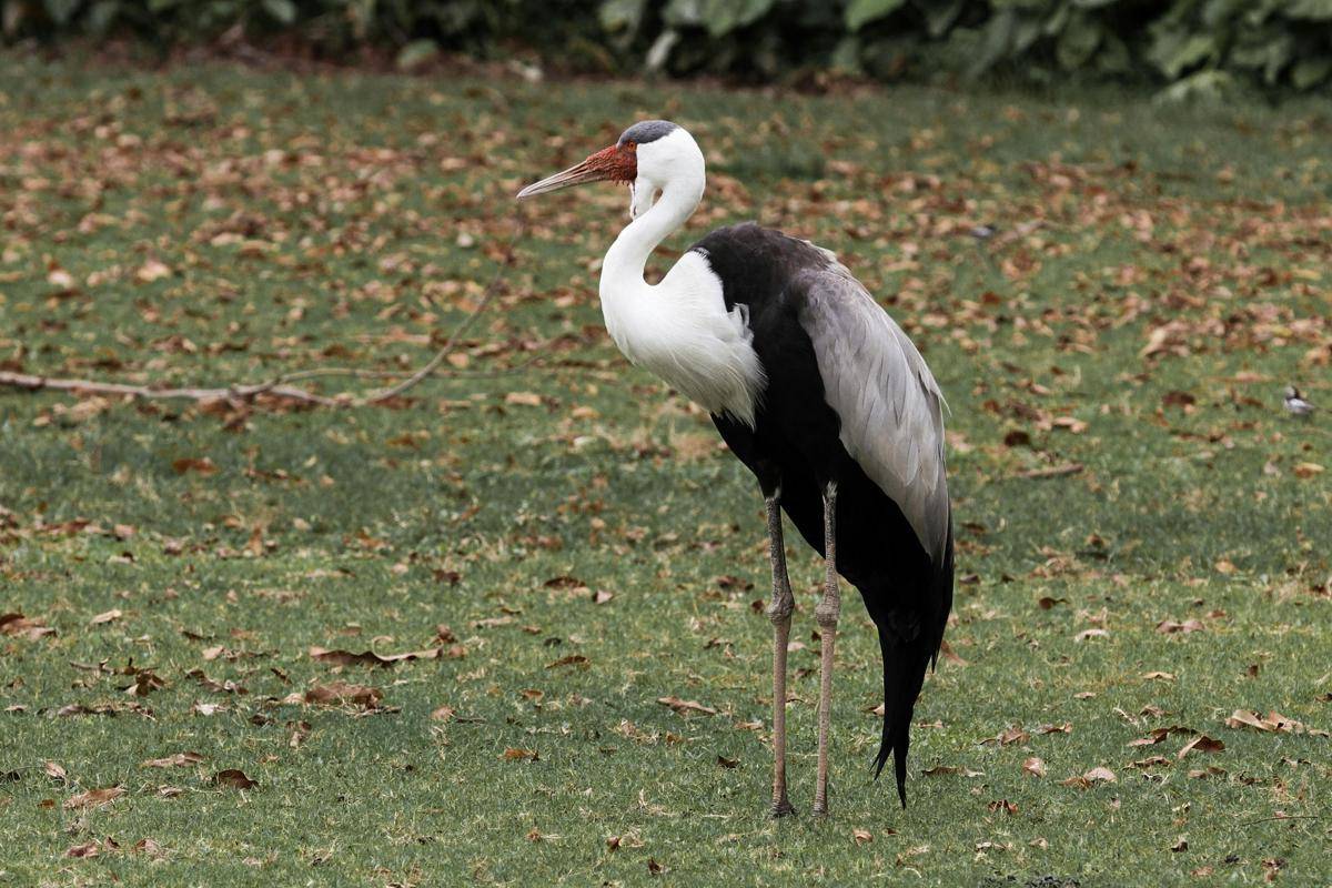 Wattled Crane