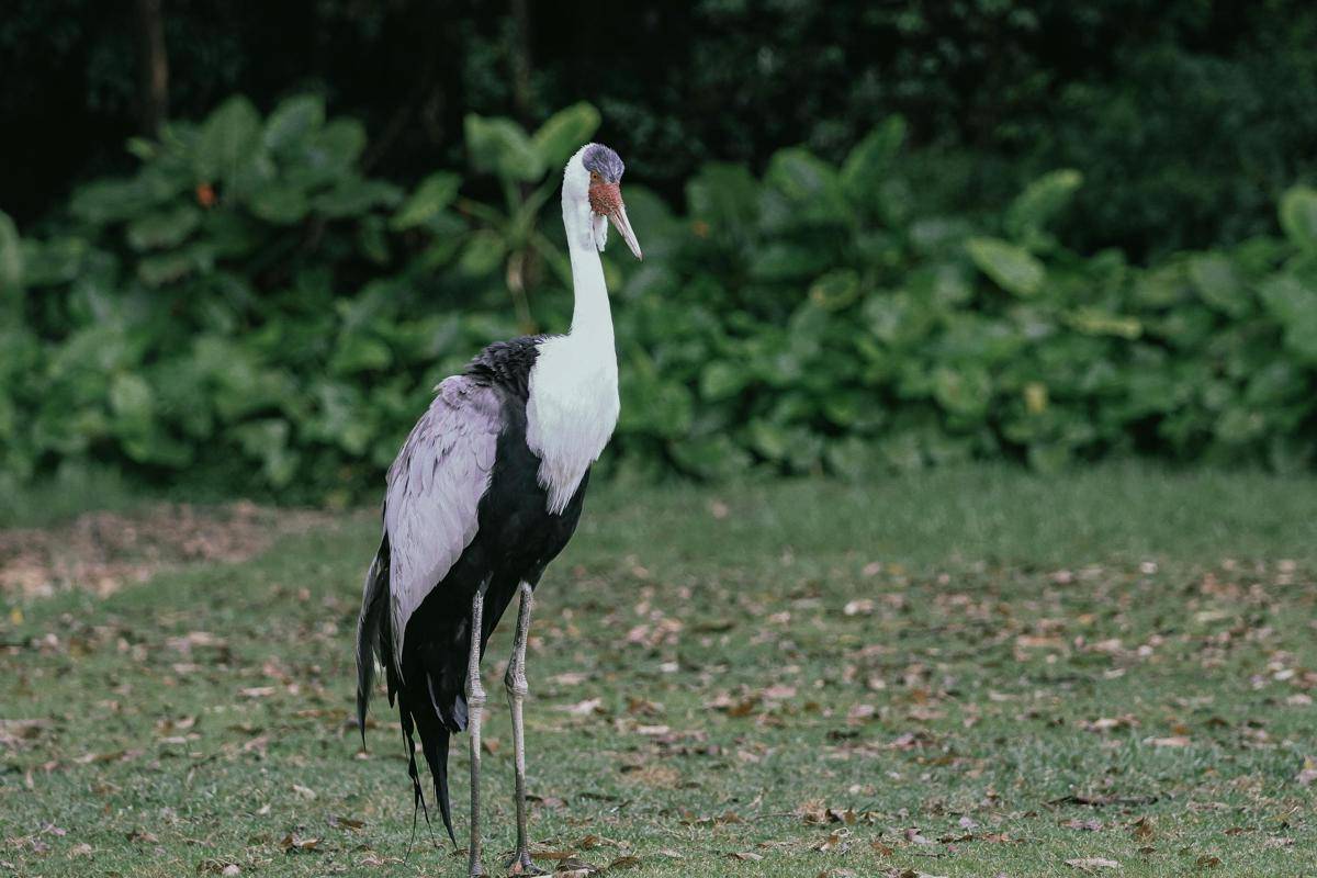 Wattled Crane