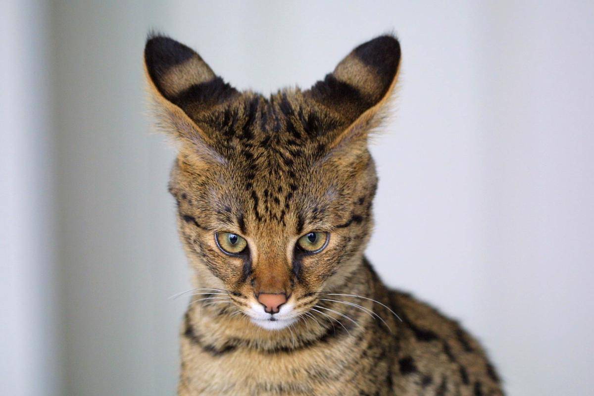 kucing savannah (commons.wikimedia.org/JasonDouglas)